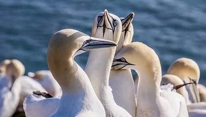 下载开云-太阳完封尼克斯，关键一役中杜兰特末节爆发，杜兰特单节25分打爆尼克斯