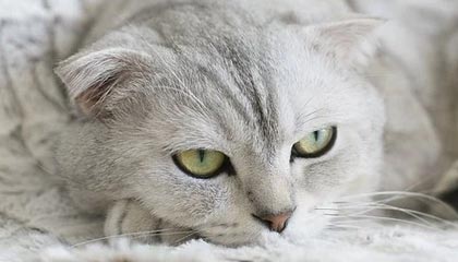 下载开云-太阳完封尼克斯，关键一役中杜兰特末节爆发，杜兰特单节25分打爆尼克斯