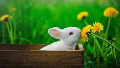 下载开云-太阳完封尼克斯，关键一役中杜兰特末节爆发，杜兰特单节25分打爆尼克斯